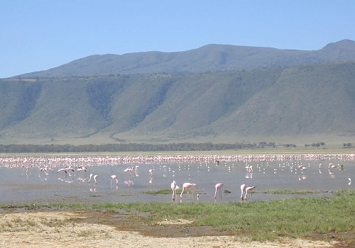 Flamingos in the Ngorongoro Crater Lake