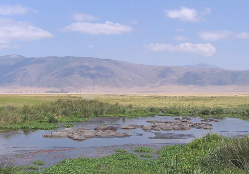 Hippos in the Ngorongoro Crater Water Pools