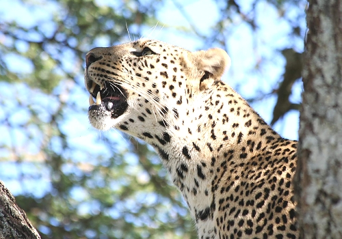 Leopard in Serengeti