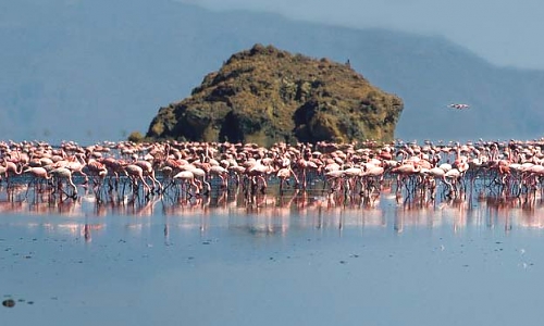 Lasser Flamingos in Lake Natron