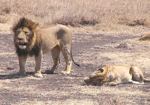 Lions in the Crater