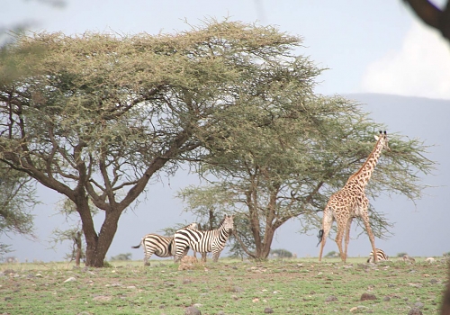 Zebras and Giraffes