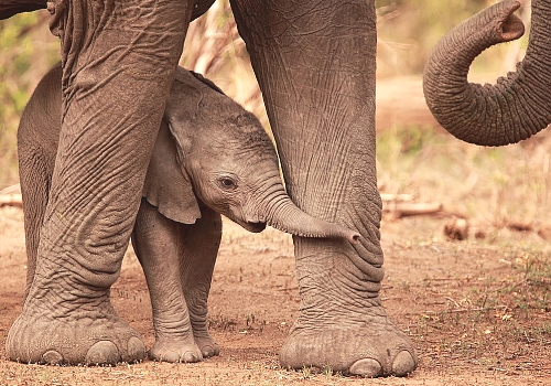 Elephants in Tarangire