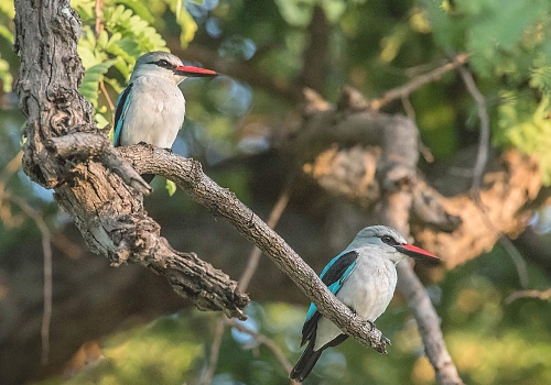 Kingfishers