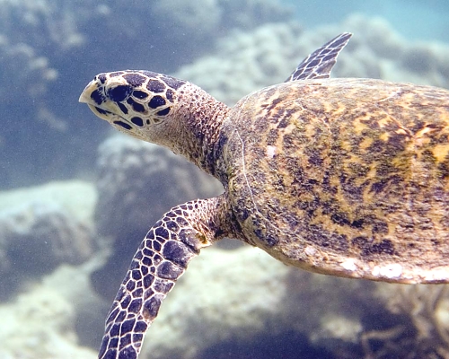 Sea Turtle